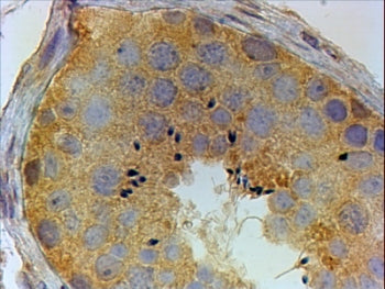 IHC testing of FFPE human testis with PIWIL1 antibody at 4ug/ml. HIER: steamed with pH6 citrate buff