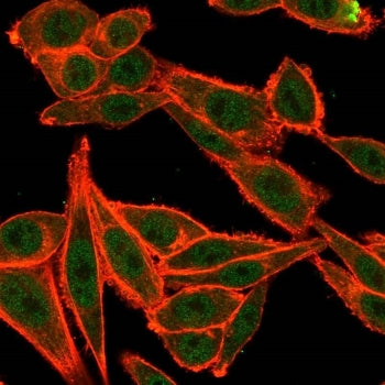 Immunofluorescent staining of PFA-fixed human HeLa cells using TARBP2 antibody (green, clone PCRP-TA
