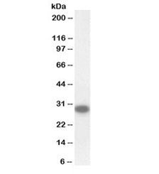 Western blot testing of mouse testis lysate with biotinylated CTDSP1 antibody at 0.1ug/ml. Predicted