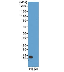 Western blot test of (1) acid extracts of HeLa cells and (2) recombinant Histone H4 using recombinan