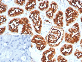 IHC staining of FFPE human kidney tissue with CD10 antibody (clone MME/8281R). HIER: boil tissue sec