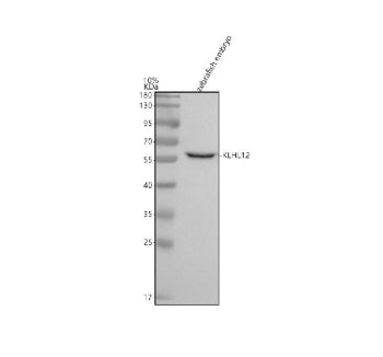 Western blot analysis of Klhl12 protein using Klhl12 antibody and zebrafish embryo tissue lysate. Th