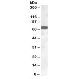 Western blot testing of human cerebellum lysate with ZDHHC13 antibody at 0.1ug/ml. Predicted/observe
