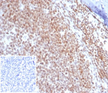 c-Myc Antibody
