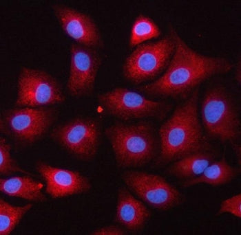 Immunofluorescent staining of FFPE human A549 cells with Serpin B9 antibody (red) and DAPI nuclear s