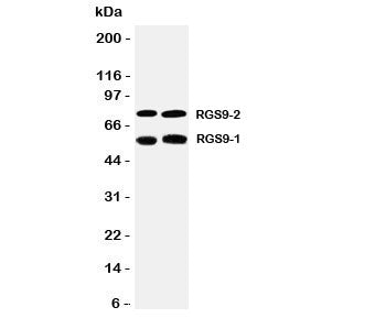 RGS9 Antibody