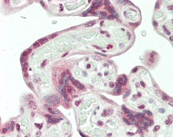 IHC staining of FFPE human placental tissue with Syncytin 1 antibody. HIER: steam section in pH6 cit