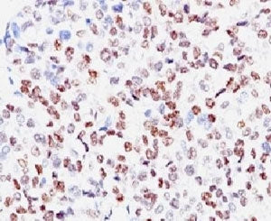 MITF Antibody