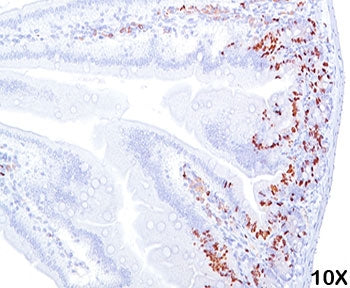 Bromodeoxyuridine / BrdU Antibody