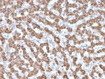 IHC testing of FFPE human liver tissue with Prohibitin antibody (clone PHB/3225). Required HIER: boi