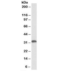 Western blot testing of human liver lysate with HO-1 antibody at 0.3ug/ml. Predicted molecular weigh