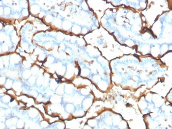 IHC staining of FFPE human small intestine with ACE antibody. HIER: boil tissue sections in pH 9 10m