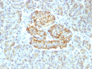 IHC testing of FFPE human pancreas with recombinant TNFa antibody (clone TNF/1500R). Required HIER: 