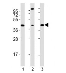 Sox17 Antibody