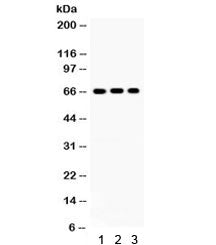 Cryptochrome I Antibody