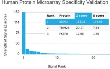 INSM2 Antibody / Insulinoma Associated 2
