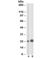 Western blot testing of Jurkat [A] and Molt4 [B] lysates with CD3e antibody at 0.1ug/ml. Expected/ob