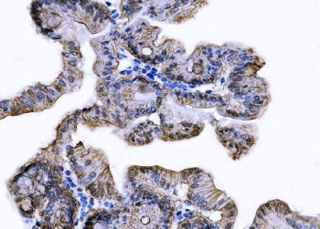 Tspan8 Antibody / Tm4sf3