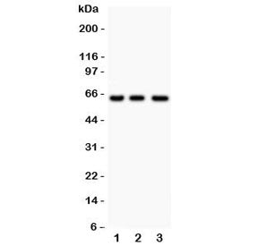 RELA Antibody NF-kB p65