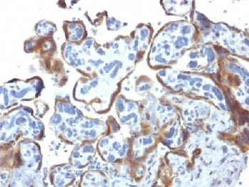 IHC testing of FFPE human placenta with TIMP-2 antibody (clone 3A4). Required HIER: requires boil ti