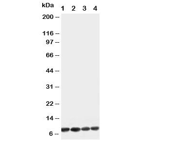 Western blot testing of Apelin antibody and Lane 1: U87; 2: MCF-7; 3: HeLa; 4: MM453 cell lysate
