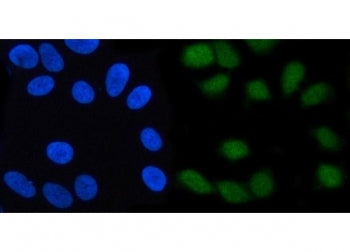 Immunofluorescent staining of FFPE human HeLa cells with SCFD2 antibody (green) and DAPI nuclear sta