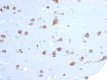 NeuN Antibody / Fox3 / Rbfox3