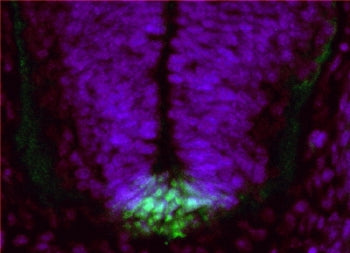 Ferd3l Antibody