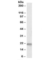 Western blot testing of fetal mouse brain lysate with Nsg1 antibody at 0.1ug/ml. Predicted molecular