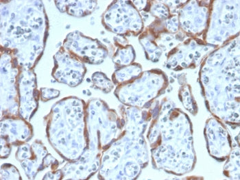 IHC staining of FFPE human placenta with PAPPA antibody (clone PAPPA/2717). HIER: boil tissue sectio