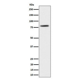 Western blot testing of human 293T cell lysate with CRTC2 antibody. Predicted molecular weight ~73 k