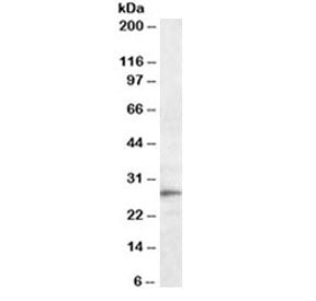 Trem2 Antibody