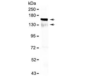Western blot testing of mouse brain lysate with Flt3 antibody at 0.5ug/ml. Predicted molecular weigh