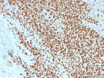 NKX2.2 Antibody