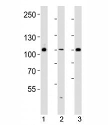 GAB1 Antibody