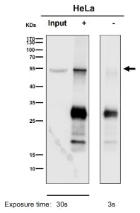 Immunoprecipitation analysis using the antibody at 1:50 dilution. Western blot at 1:1000 dilution. P