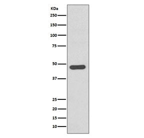 Western blot testing of human SH-SY5Y cell lysate with Tissue Factor antibody. Expected molecular we