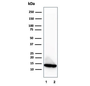 MIF Antibody / Macrophage migration inhibitory factor