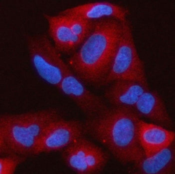 RAP1GAP Antibody / Rap1 GTPase-activating protein 1