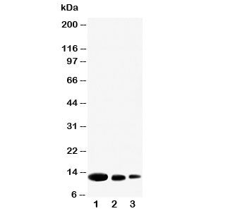 CXCL9 Antibody