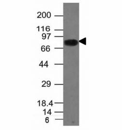 CD86 Antibody