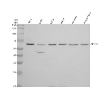 Western blot analysis of NR1D1 using anti-NR1D1 antibody. Electrophoresis was performed on a 10% SDS
