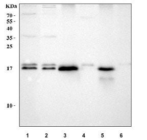 RBP2 Antibody / Retinol-binding protein 2
