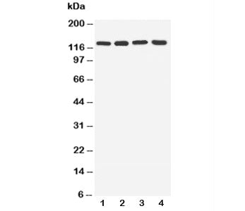 TLR7 Antibody