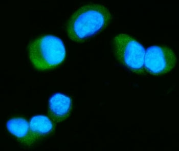 Immunofluorescent staining of FFPE human T-47D cells with MAPT antibody (green) and DAPI nuclear sta