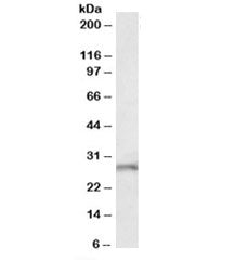 Fgf14 Antibody