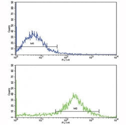 IL-1B Antibody