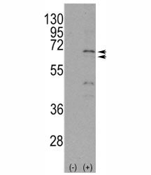Western blot analysis of NUR77 antibody and 293 cell lysate either nontransfected (Lane 1) or transi