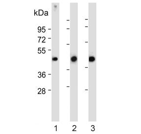 Western blot testing of 1) human MOLT4, 2) human HepG2 and 3) mouse heart lysate with LPAR6 antibody