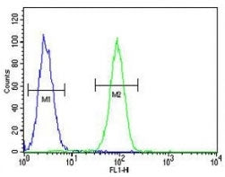 Fascin-3 antibody flow cytometric analysis of MDA-MB231 cells (green) compared to a negative control